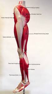 Label some major muscles in your body. Labeled Muscles Of Lower Leg Yahoo Search Results Leg Muscles Anatomy Human Body Anatomy Muscle Anatomy