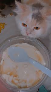 We have an extensive collection of amazing background images carefully chosen by our community. Pin Oleh Lusiana Di Makanan X Minuman Makanan Kucing Anak Kucing Kucing