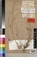 Image result for Dactyloctenium geminatum