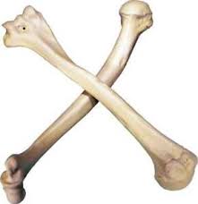 The humerus is the bone of the upper arm. Human Humerus Left Right Arm Bones Life Size Anatomical Medical Replica 5001 Ebay