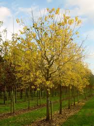 Image result for Maclura