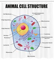 Animal cells get the gizmo ready: Ambesonne Educational Shower Curtain Microbiology Theme Animal Cell Structure Genetic Research School Study Science Cloth Fabric Bathroom Decor Set With Hooks 70 Long Multi Sc 40720 Buy Online At Best Price In Uae