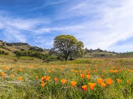 After a particularly chilly winter, bay area residents are looking forward to warmer weather and with it, the blossoming of colorful springtime flowers. 9 Wildflower Hikes In The Bay Area To Do This Spring 2019