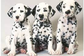 Dalmatian yoakum, texas, united states registered dalmatians for sale. Akc Clarifies Position Statements Related To Spaying And Neutering American Kennel Club