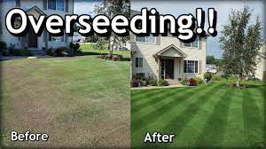 How To Overseed Your Lawn In Spring Complete Step By Step Guide Youtube Overseeding Spring Lawn Care Overseeding Lawn