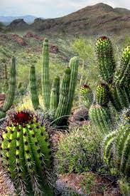 The storage of water often gives succulent plants a more swollen or fleshy appearance than other. Plant Life Cacti And Succulents