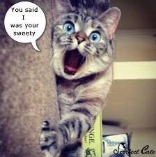 All Cats Like To Play Are You Doing It Right Click To Learn How To Improve Your Technique Pinterest Users Get Discount Code Cats Funn Cats Funny Animals