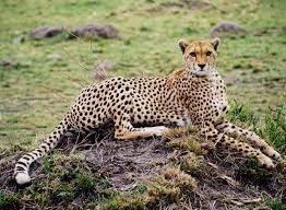 Female Cheetah Chilling Her Cubs Playing Close By Small Wild Cats Power Animal Cute Animals