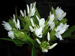 Maybe you would like to learn more about one of these? Top 10 Most Fragrant Flowers Dengarden