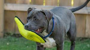 Most of our american pitbull terriers have around 4+ generations of their ancestors owned by us which is very rare to see other pitbull kennels with the history we have. Best Dog Toys For Pitbulls Ratings Reviews January 2021