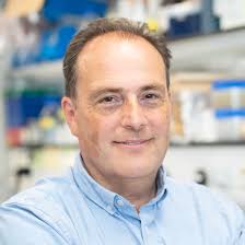 Cell lineages across scales, space and time