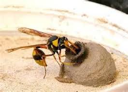 Mud Wasp Nest Pictures Bing Images Just Found Three Of