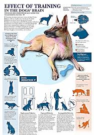 Impact Of Exercise On The Life And Longevity Of Your Dog