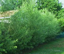 Fast growing trees bigfoot willow hybrid willow photos winter. Cheap Willow Hybrid Find Willow Hybrid Deals On Line At Alibaba Com