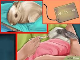 The actual cost to get a rabbit fixed varies widely, with rabbit owners reporting a range of $75 dollars over $600 dollars! 3 Ways To Get Rabbits Spayed Or Neutered Wikihow