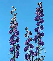 African Boxwood Line Flower Delphinium Flower Dictionary