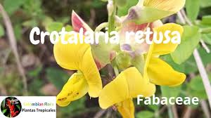 Image result for Crotalaria cylindrocarpa