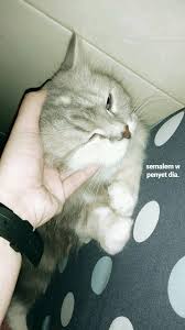100 wallpaper kucing lucu dan comel kualitas hd kucing anggora, persia, maine coon. Pin Oleh Turhenda Komar Di Aesthetic Anak Kucing Anak Kucing Lucu Gambar Kucing Lucu