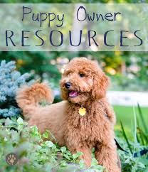 Puppy Owner Resources Timberidge Goldendoodles
