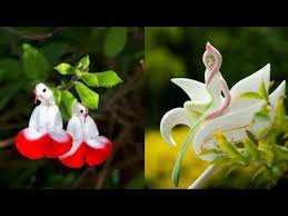 Flowers that bloom every 400 years. Wonders Of Flower World Most Beautiful And Rare Flower Collection Youtube
