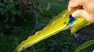 To force an update of this list, click here. What If The Rust Is On The Main Trunk Of The Dragon Fruit Viewer Suggestion Coma White Youtube