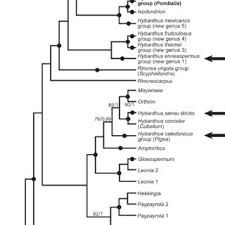 Image result for Afrohybanthus latifolius