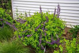 Image result for Baphia speciosa