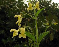 Image result for Neonotonia