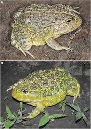 Image result for Pycreus africanus