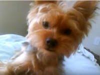 Are you planning on getting a yorkshire terrier? 9 Must Watch Yorkie Videos Yorkie Dogs Yorkie Puppy