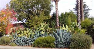 Image result for Agave americana