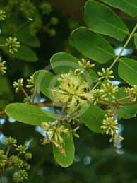 Image result for Albizia procera