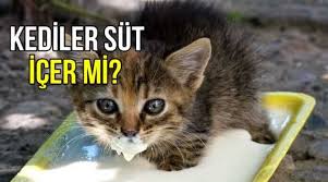 Kediler Sut Icer Mi Kedi Sut Icerse Ne Olur Internet Halleri