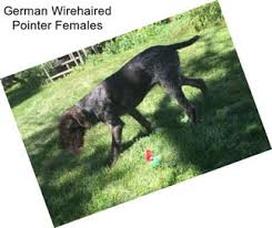 They are muscular, sturdily built, and hardy. Hunting Dogs German Wirehaired Pointer For Sale In Cincinnati Agriseek Com