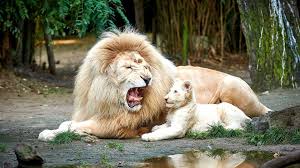 Week End Citytrip Le Mans Avec 1 Entree 1 Jour Au Zoo De La Fleche Pour 2 Adultes A Partir De 0