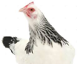 Speckled light red buff brown silver white coronation. Light Sussex Heritage Chickens