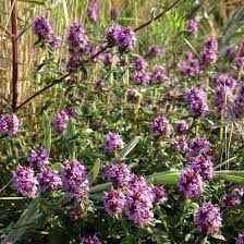 Ein runder teppich schafft ein wohnliches gefühl ohne ecken und kanten. Thymus Pulegioides