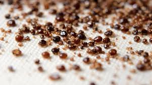 Image result for bed bugs droppings