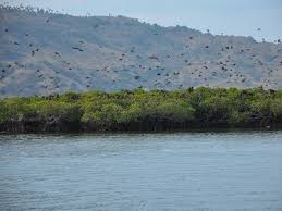 Kalongs Vleermuizen Bij Kalong Island In Komodo Np Indonesie Op Reis En Reis