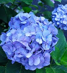 Quick Check Chart For Pruning Hydrangea Shrubs
