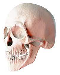 Skull Png Image Skull Png Png Images