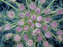 Image result for Apiaceae
