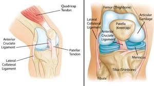 The types of ligament and tendon reconstruction include: Common Knee Injuries Orthoinfo Aaos