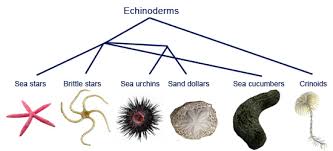 Resultado de imagen de echinoderms