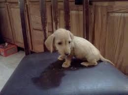 The best place to get your new dog is a shelter. Wheaton Wirehair Mini Dachshund Puppy For Sale In Julian Pennsylvania Classified Americanlisted Com