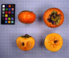 These are longer and pointed. Persimmon Varieties