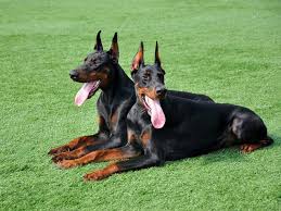 Elit Yavru Dobermanirkinin Ozellikleri Bakimi Beslenmesi Ve Egitimi Http Www Elityavru Com Kopek Irklari D Doberman Kopek Turleri Kopek Egitimi