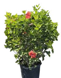 Image result for Hibiscus calyphyllus