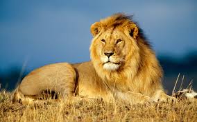 Lion, large, powerfully built cat that is second in size only to the tiger. Killer Of The Lion