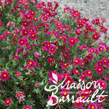 Maybe you would like to learn more about one of these? Helianthemum Raspberry Ripple